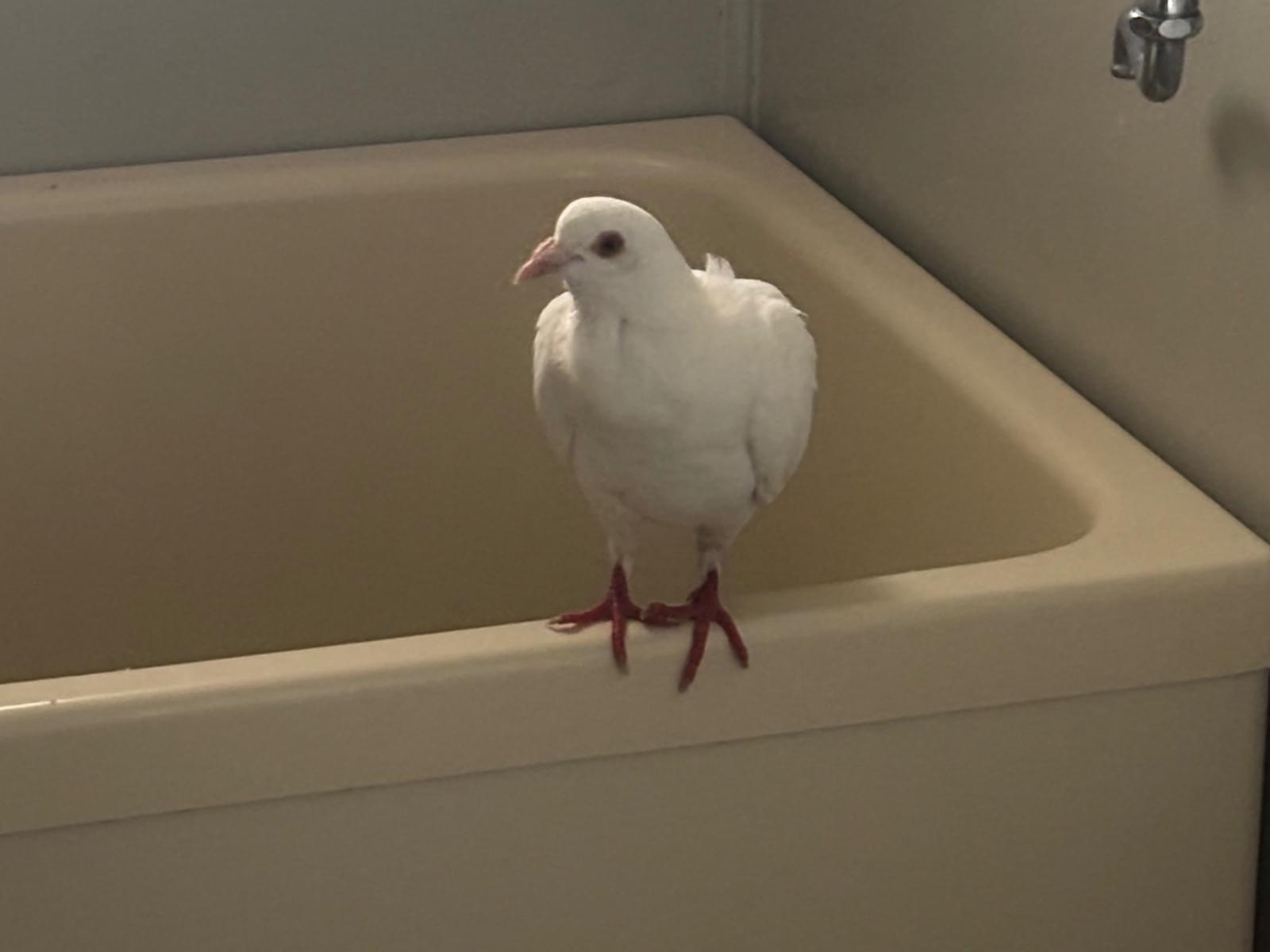 保護された鳥 保護された鳥