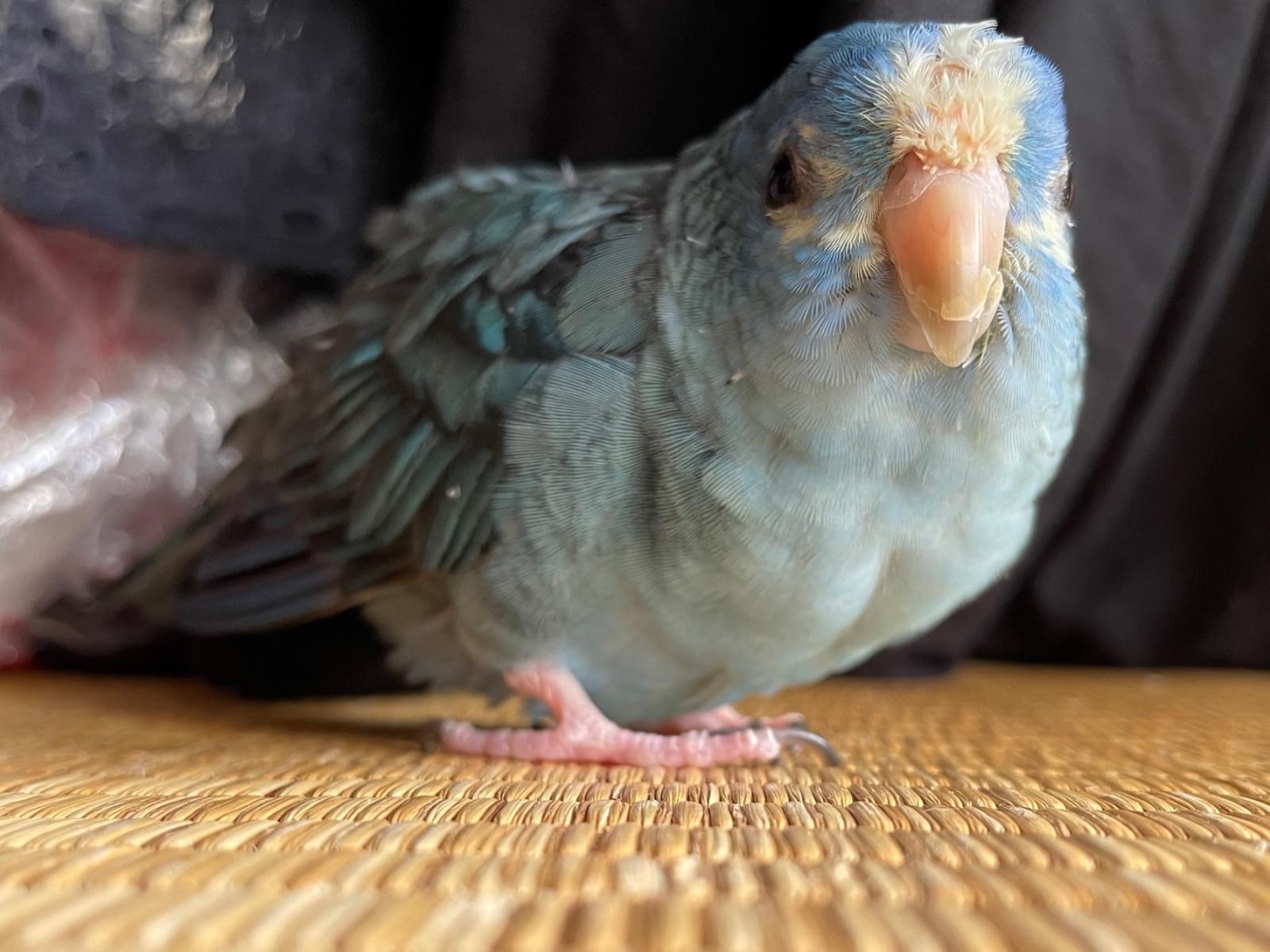 トトちゃん トトちゃん