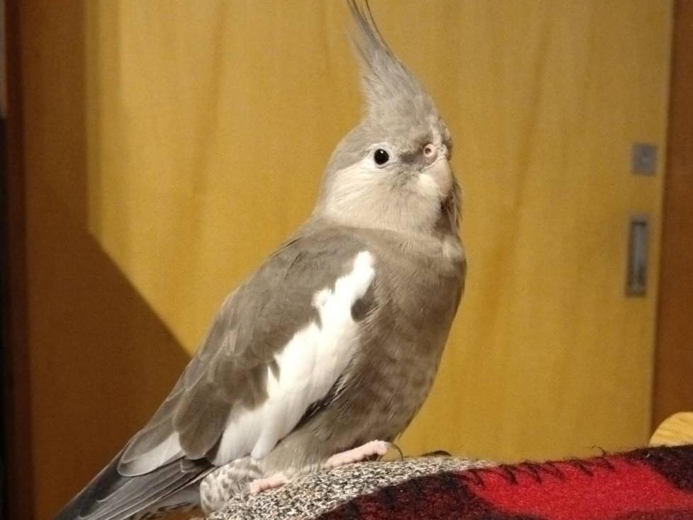 くーちゃん くーちゃん