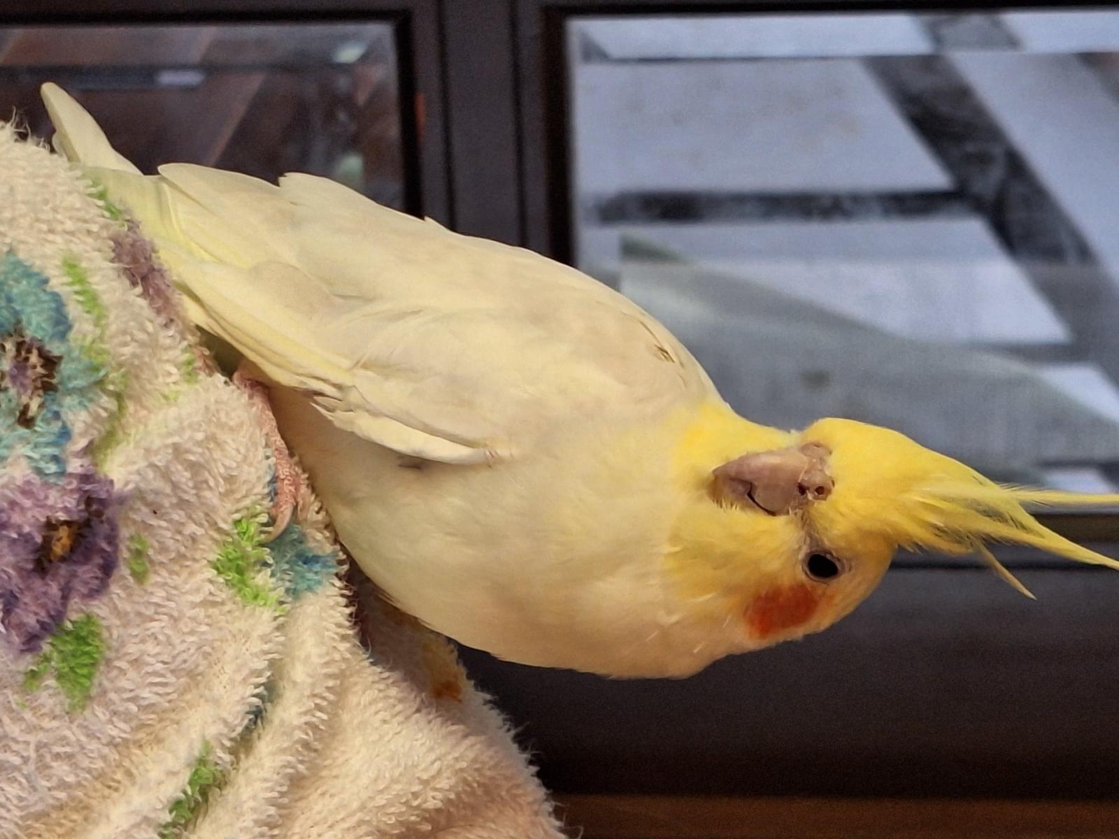保護された鳥