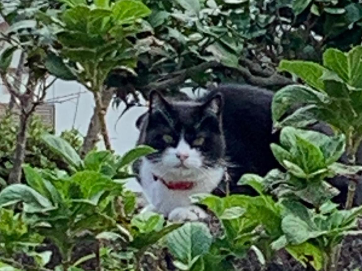 目撃された猫 目撃された猫