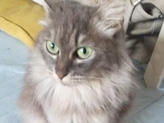 -にゃーごちゃん -にゃーごちゃん