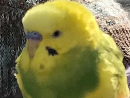 保護された鳥 保護された鳥
