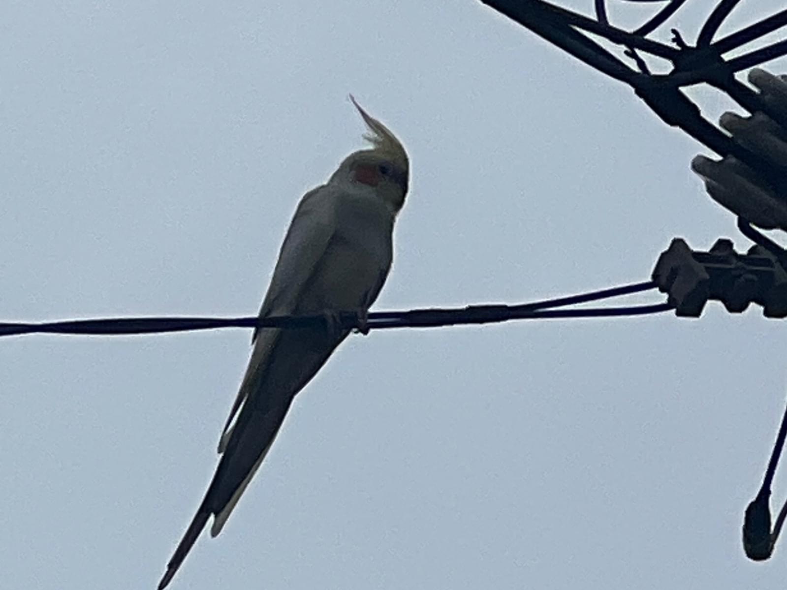目撃された鳥 目撃された鳥