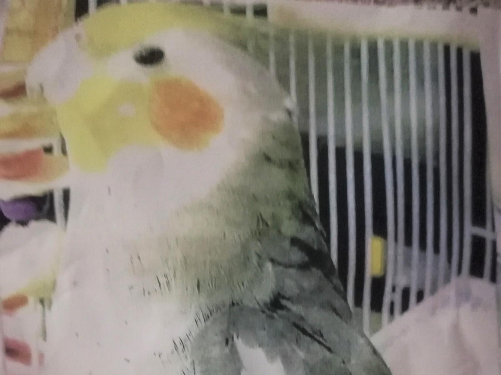 -ちゃん -ちゃん
