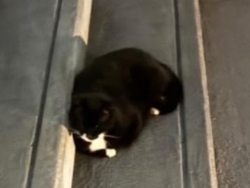 目撃された猫