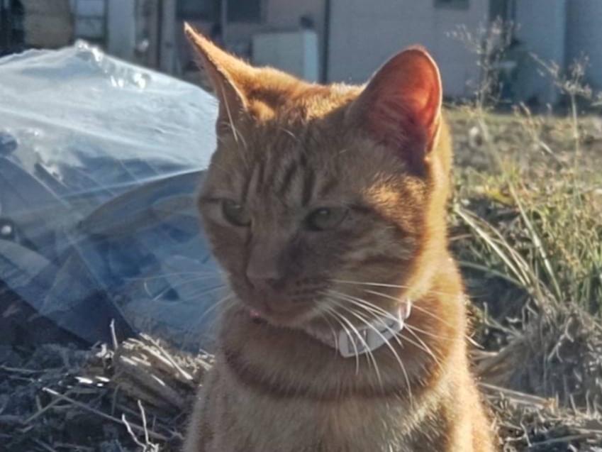 目撃された猫 目撃された猫