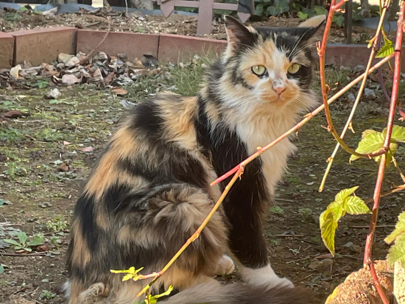 保護された猫 保護された猫