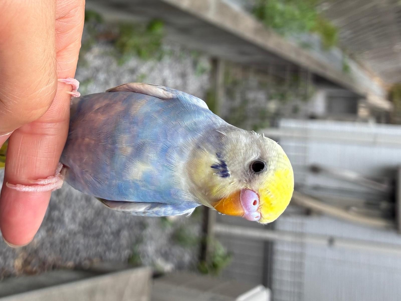 きーちゃん きーちゃん
