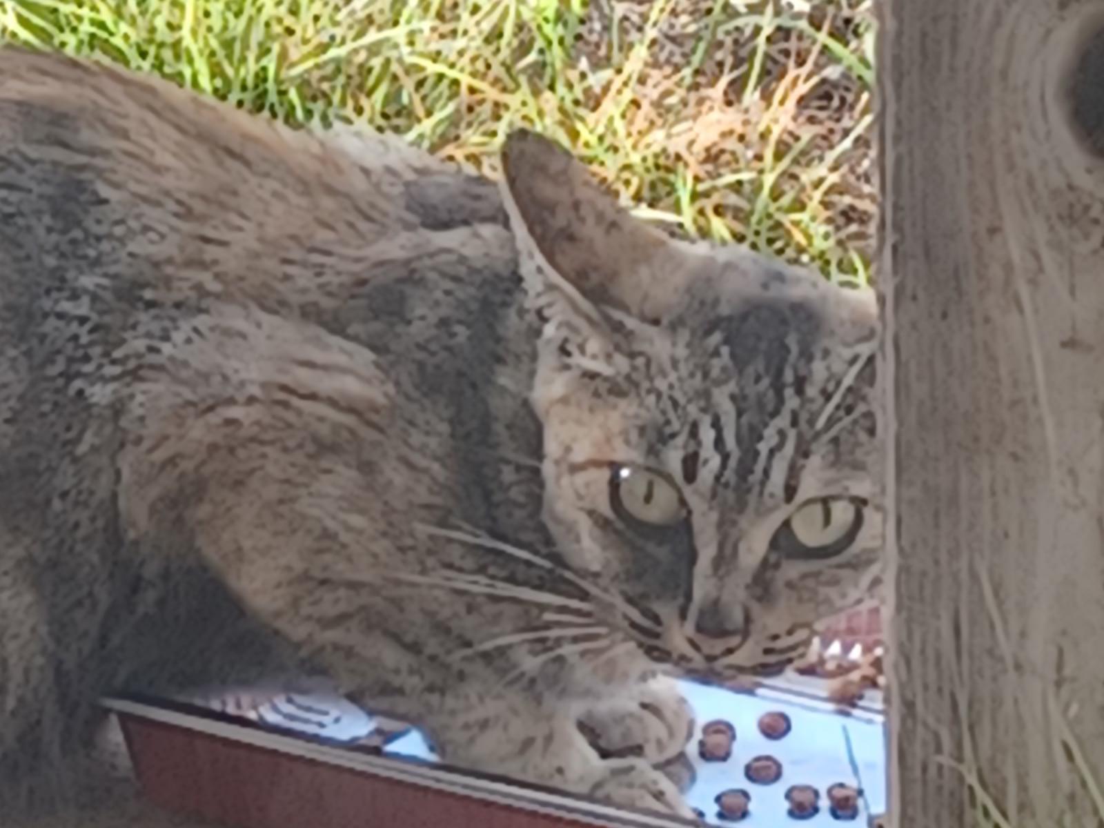 目撃された猫 目撃された猫