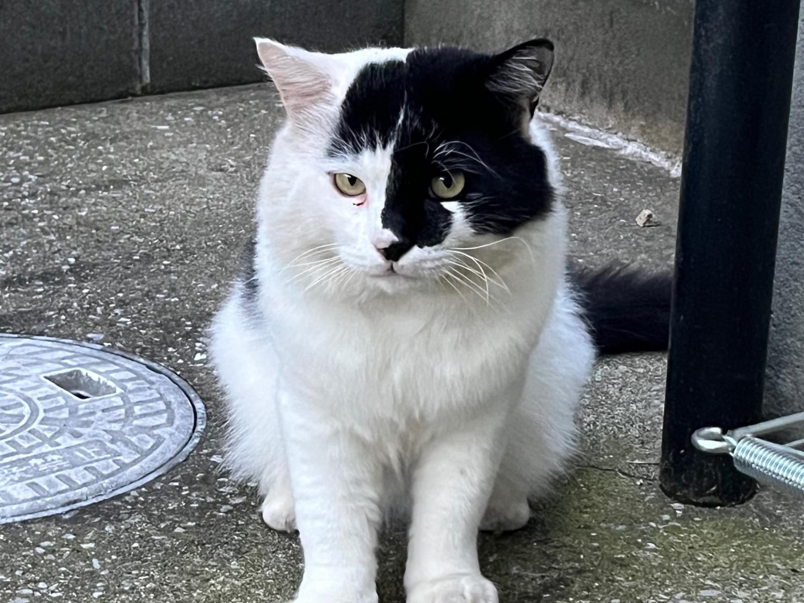 目撃された猫 目撃された猫