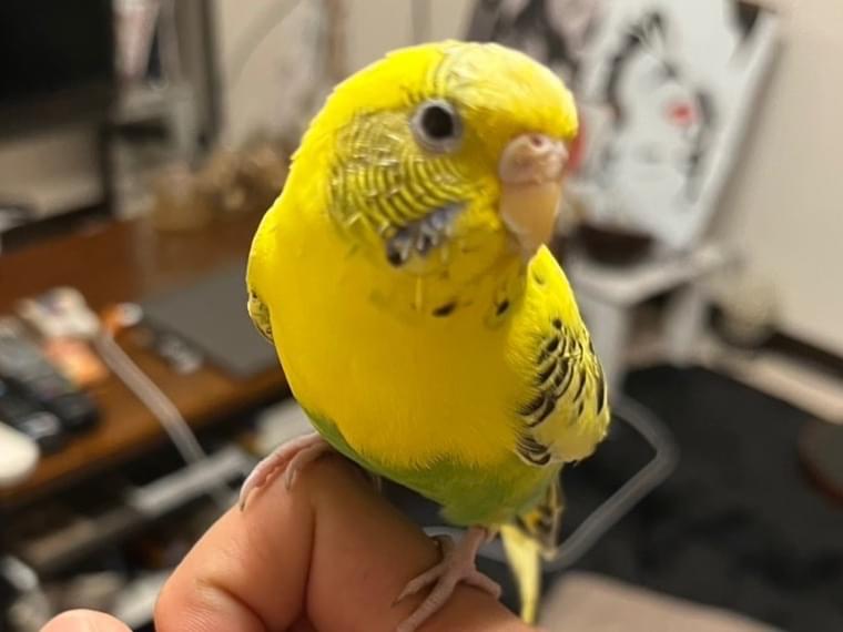 保護された鳥 保護された鳥