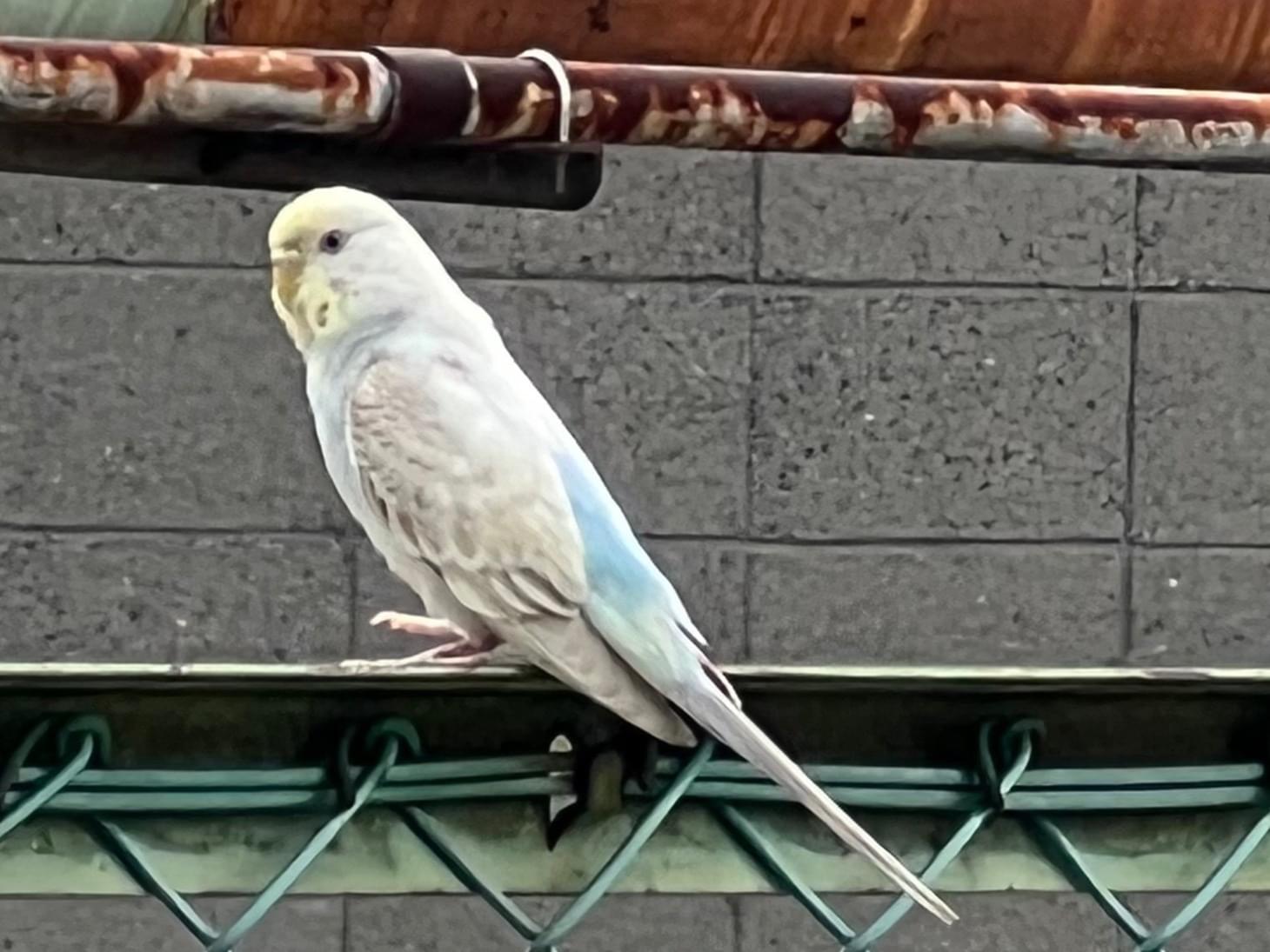 目撃された鳥 目撃された鳥