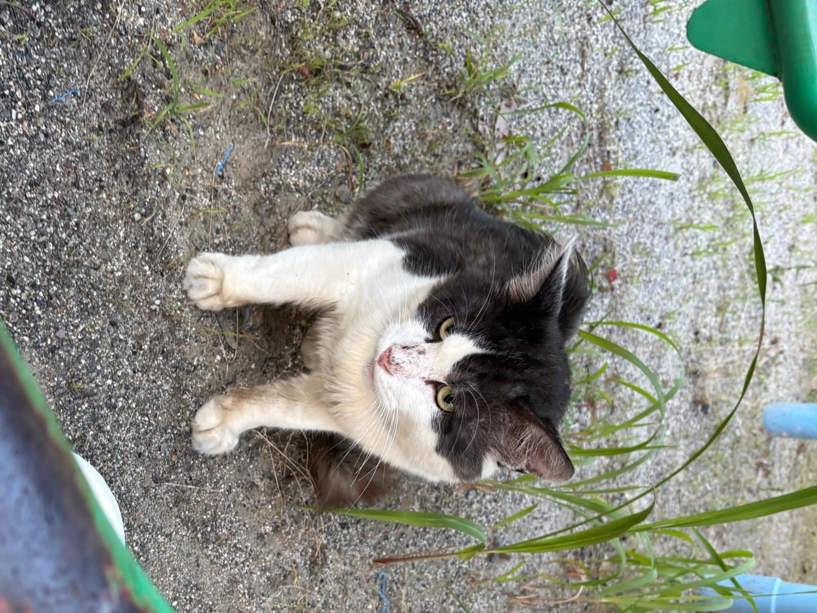 目撃された猫 目撃された猫