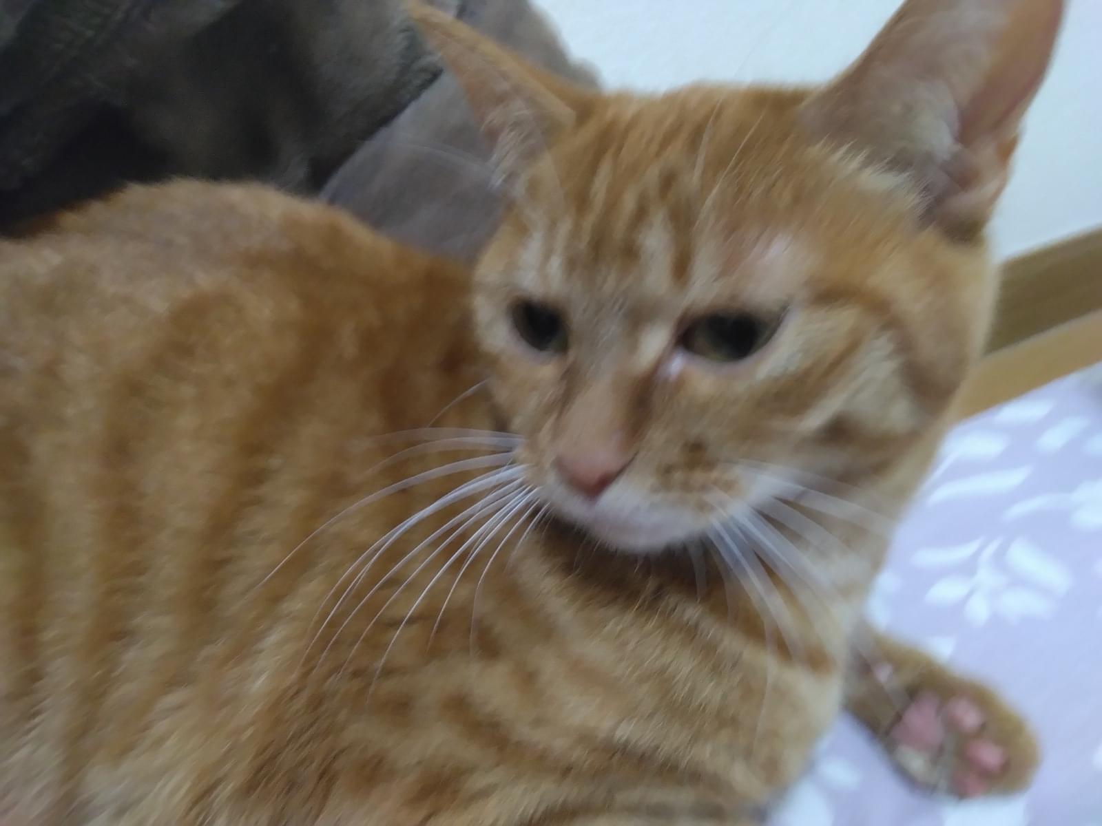 保護された猫