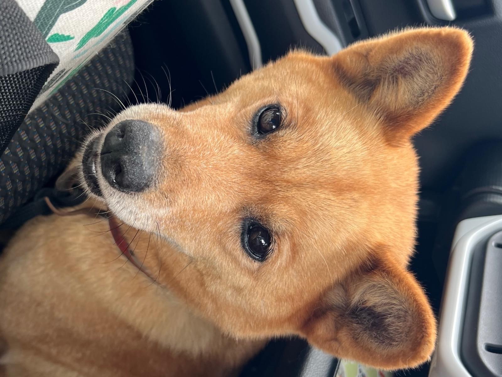 保護された犬 保護された犬