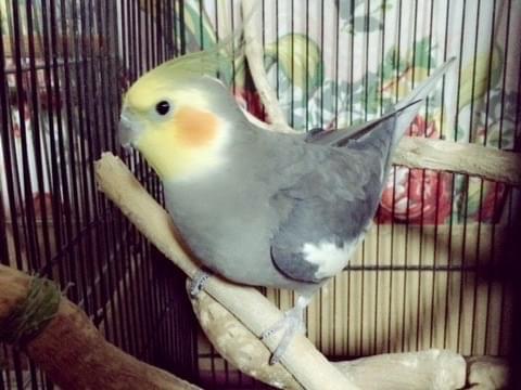 サクちゃん サクちゃん