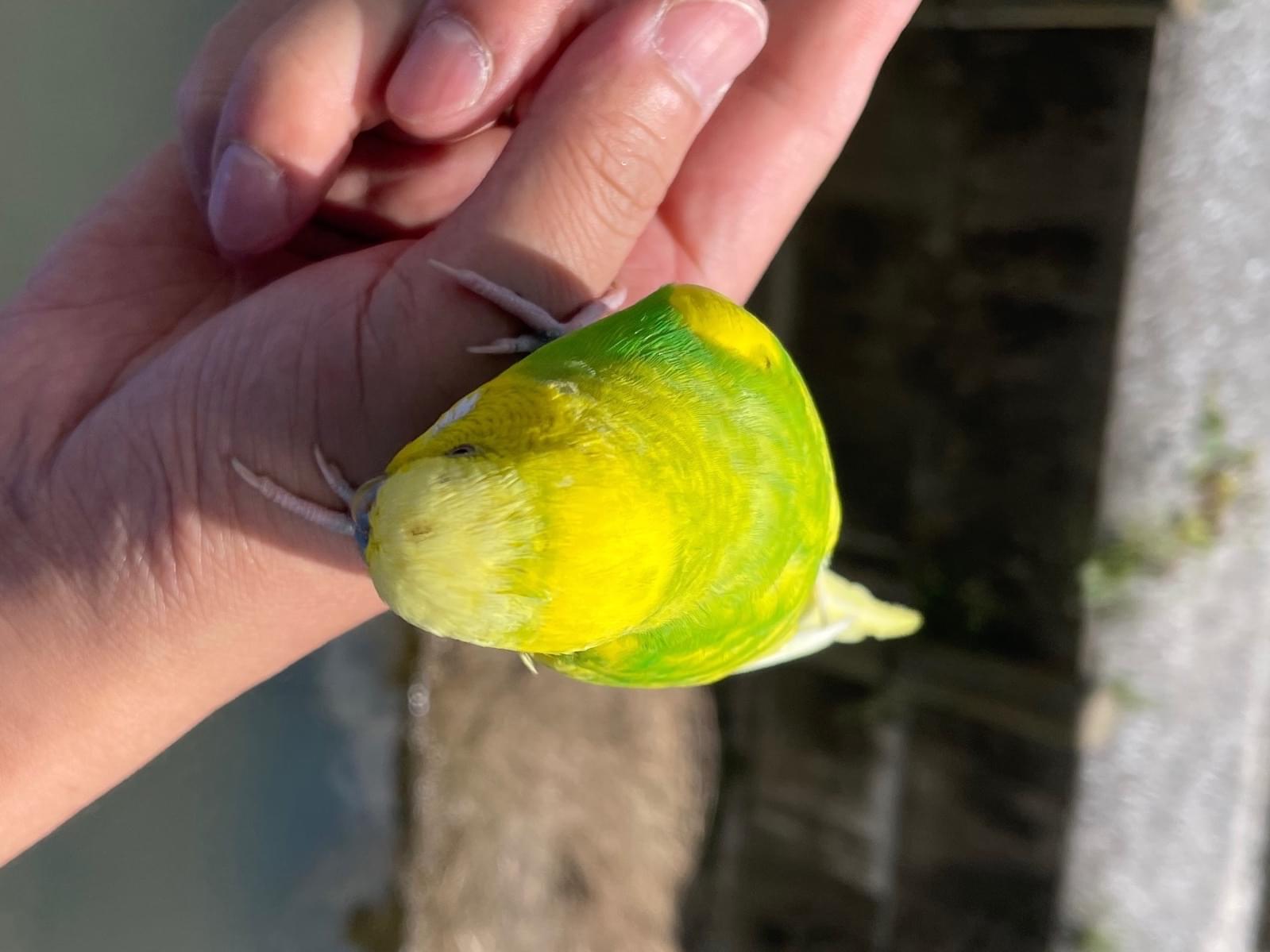 目撃された鳥 目撃された鳥