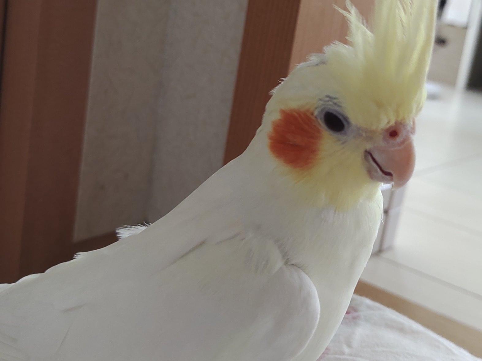 あいちゃん あいちゃん