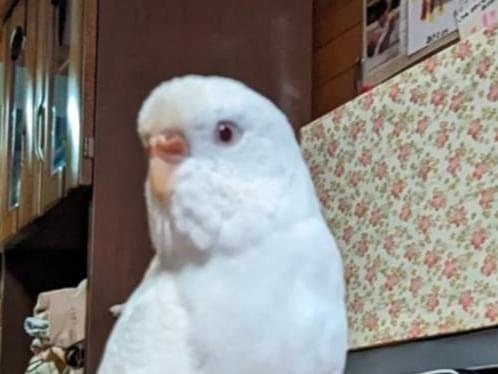 チッチちゃん チッチちゃん