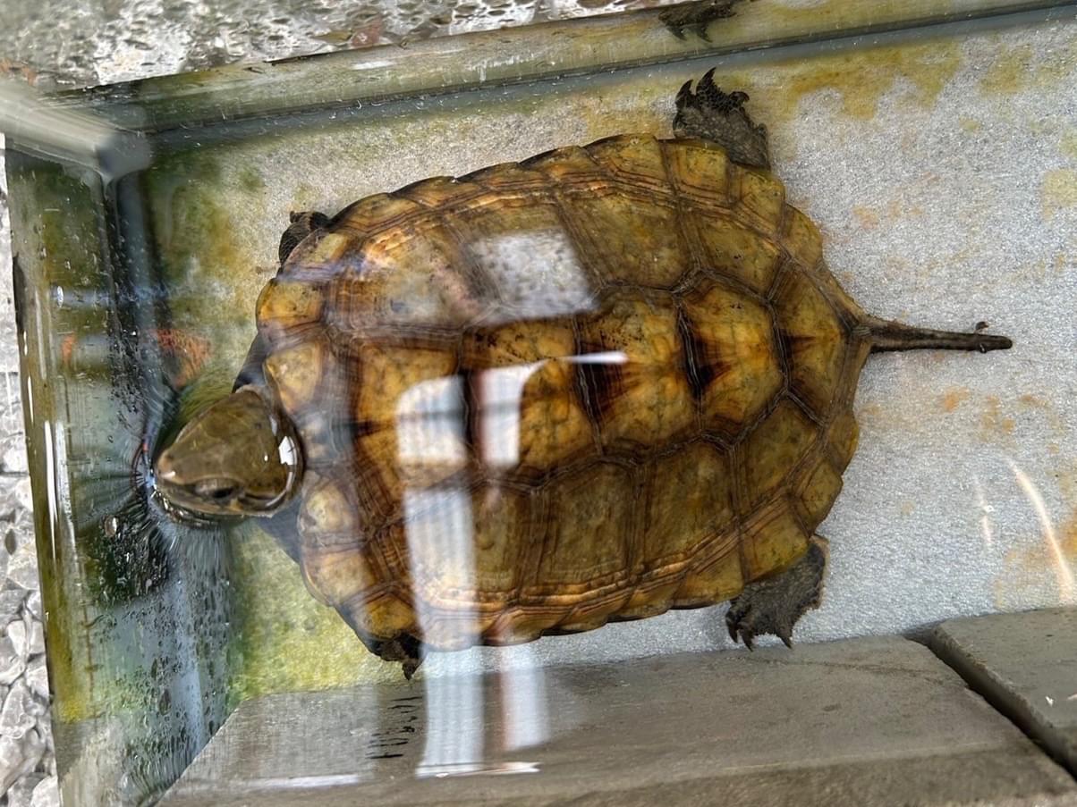 保護されたペット 保護されたペット