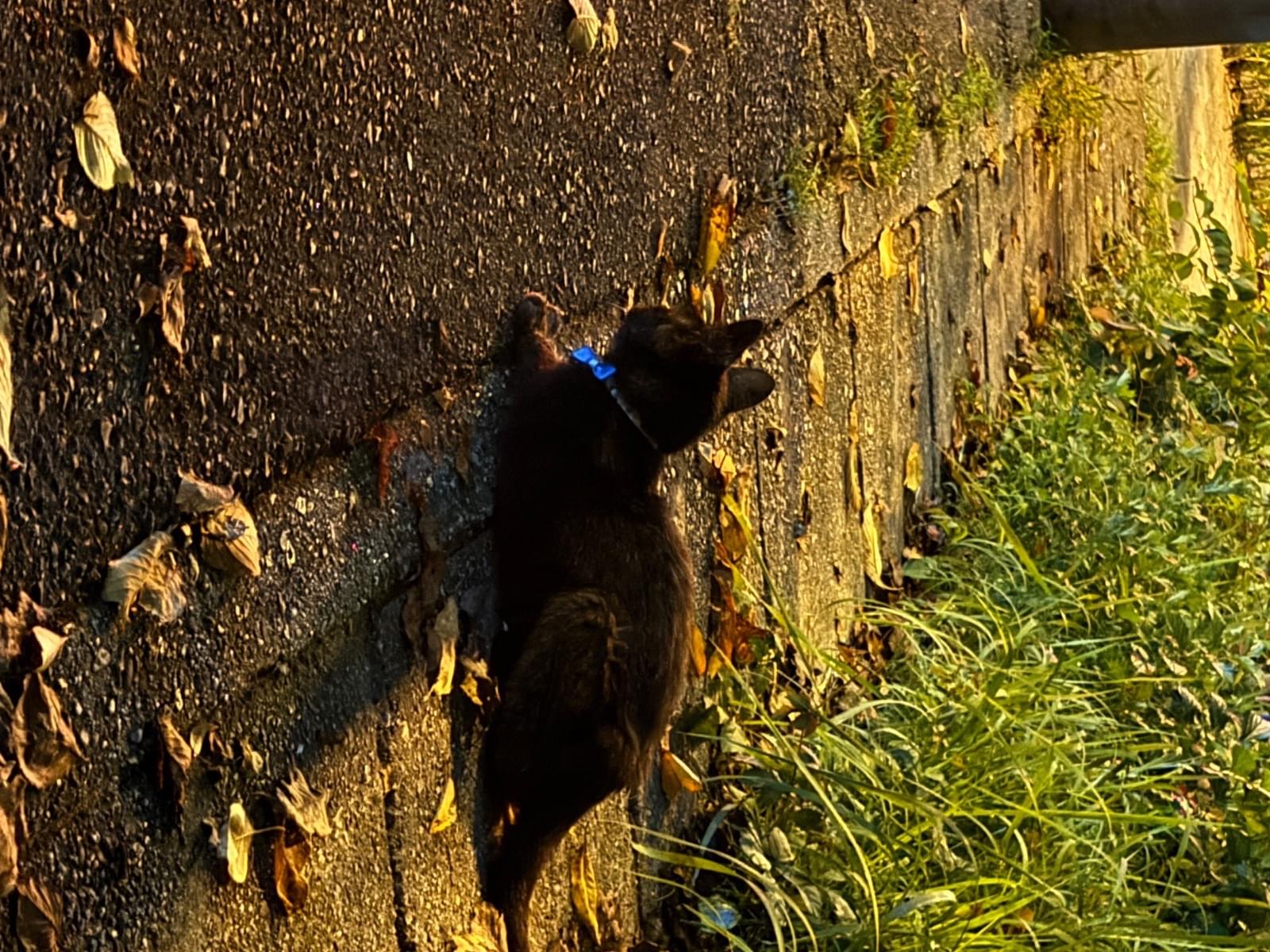 目撃された猫 目撃された猫