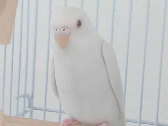 アルちゃん アルちゃん