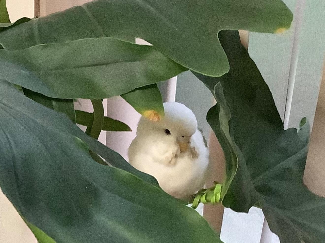 保護された鳥