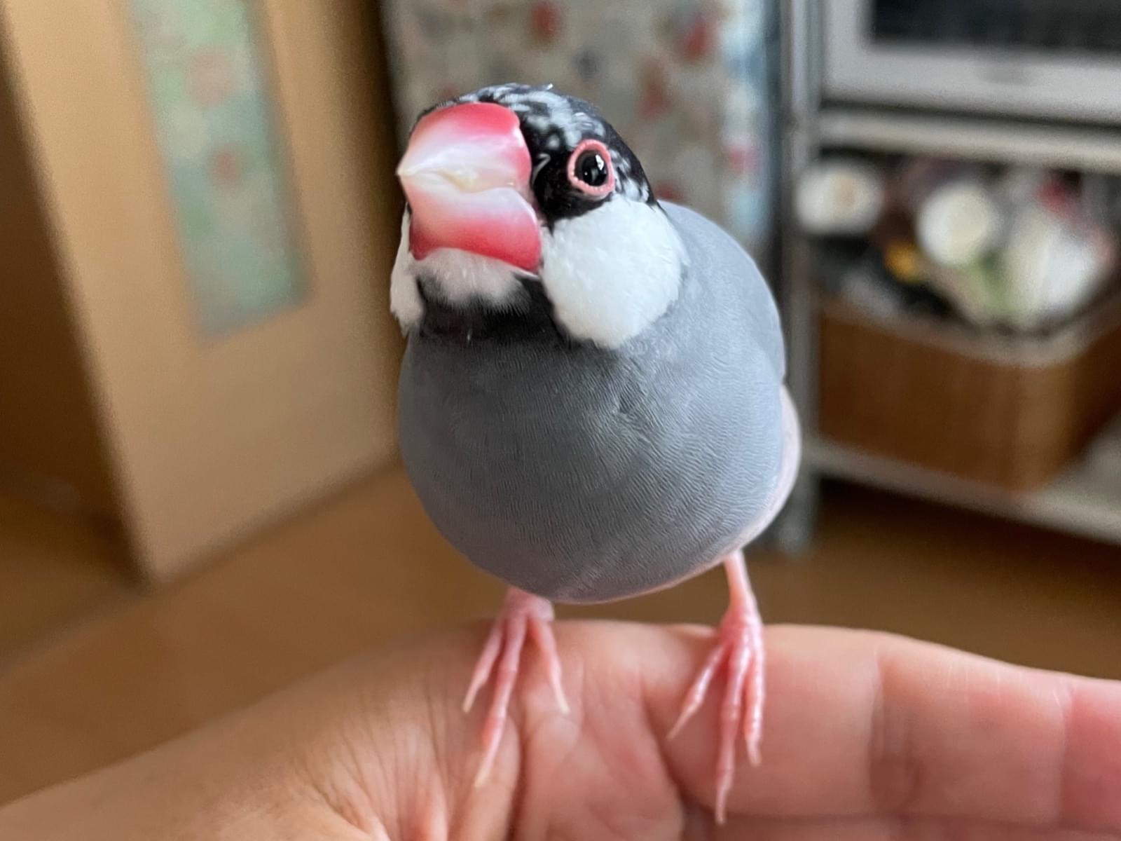 桜文鳥 モモちゃん 桜文鳥 モモちゃん