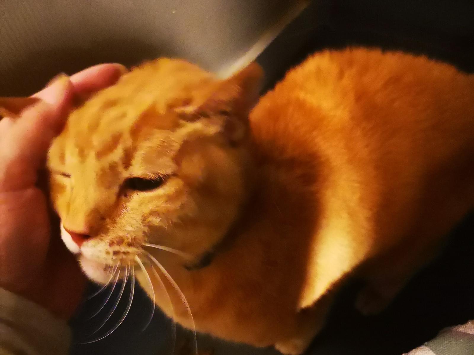 目撃された猫 目撃された猫