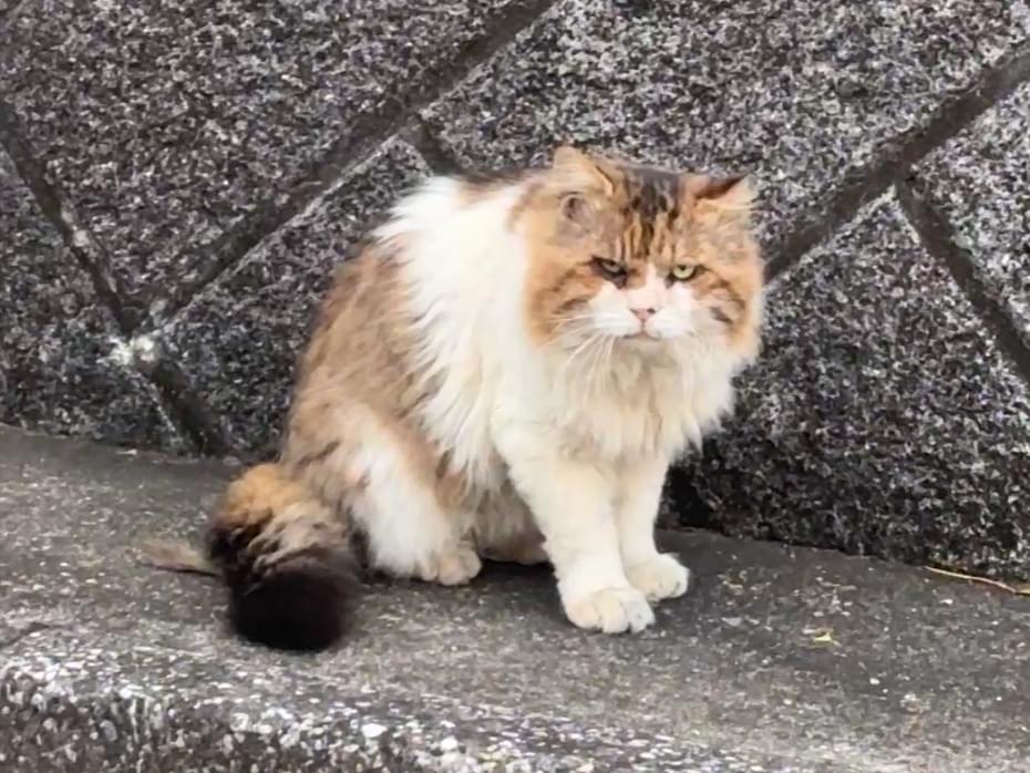 目撃された猫 目撃された猫