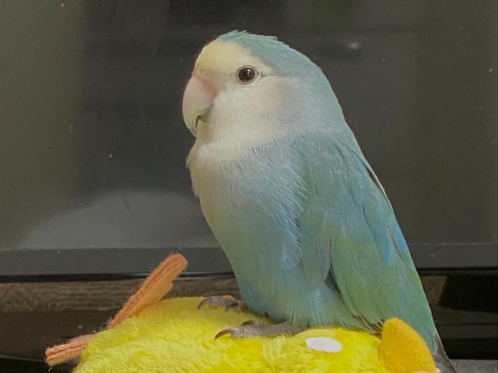 アリスちゃん アリスちゃん
