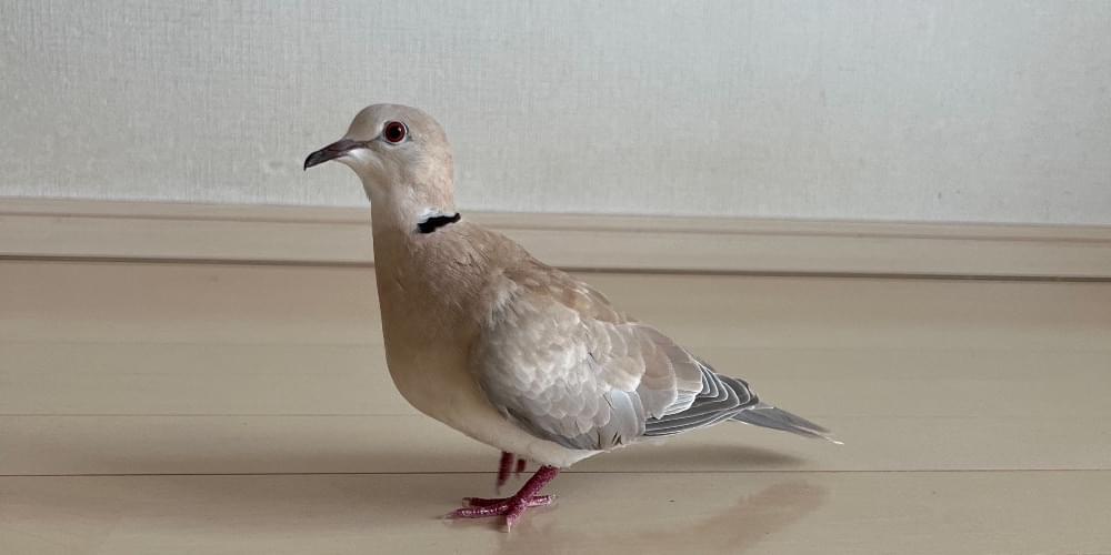 ジュズカケバトを探しています。