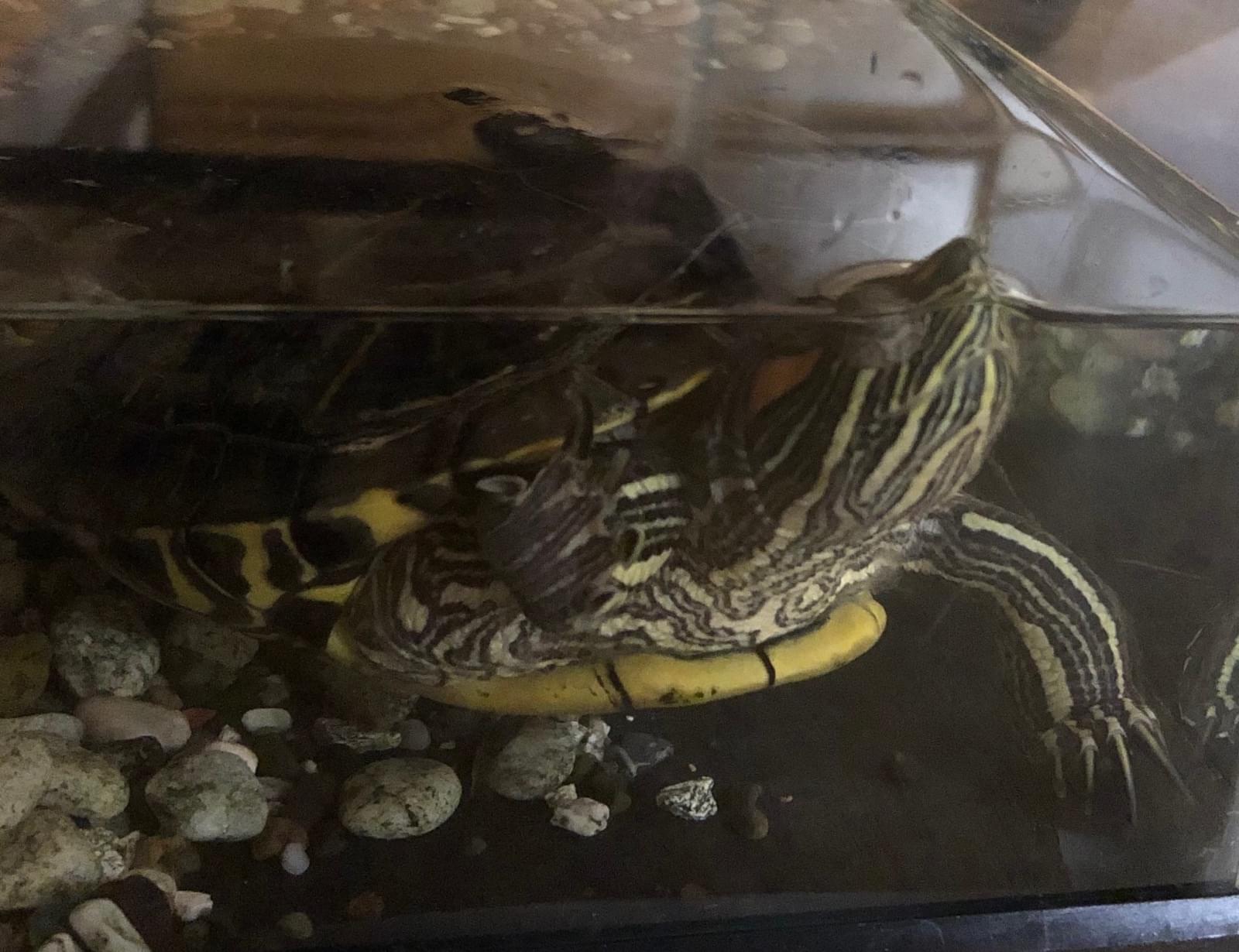 ミドリガメ