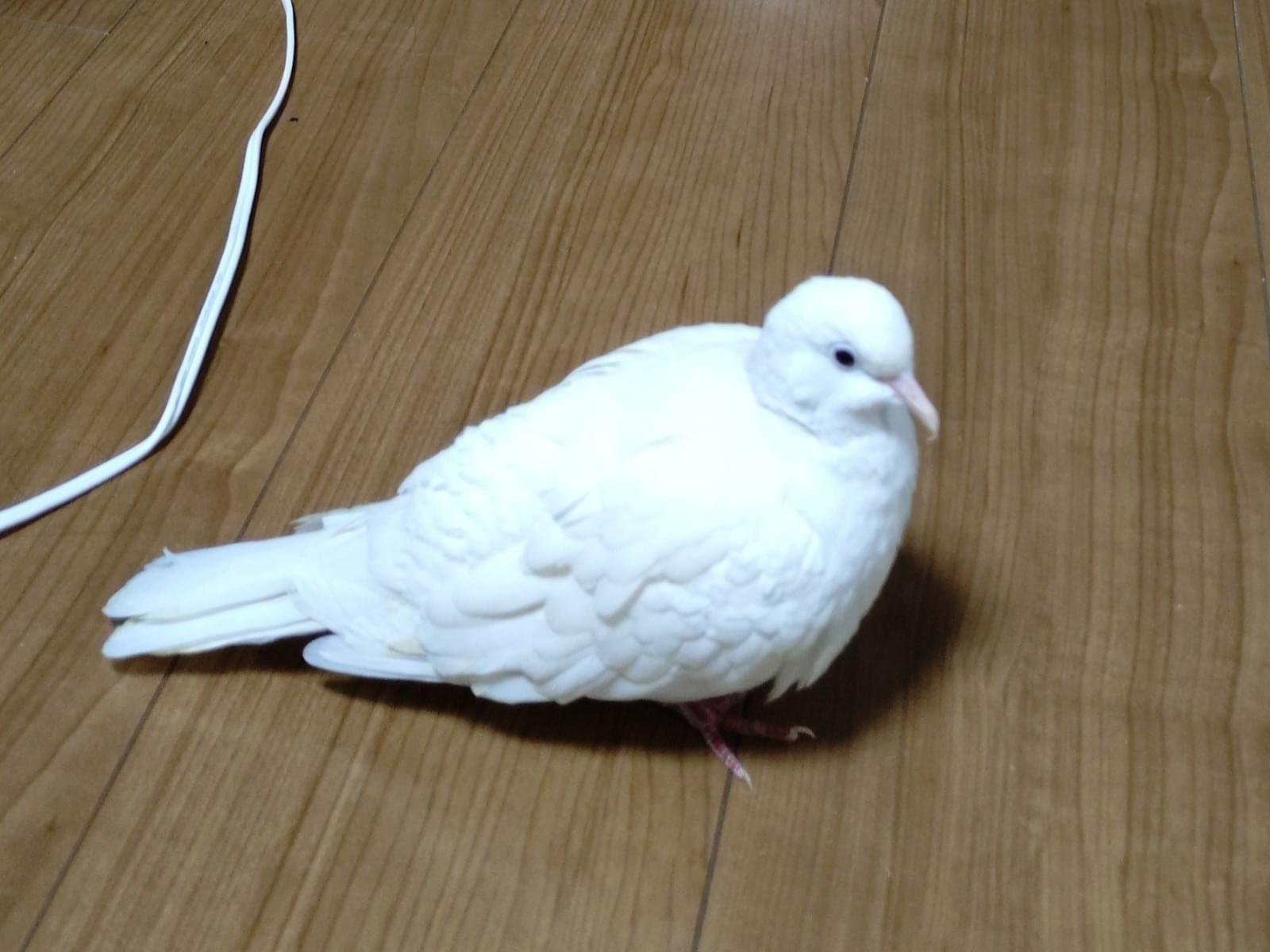 ピッピーちゃん ピッピーちゃん