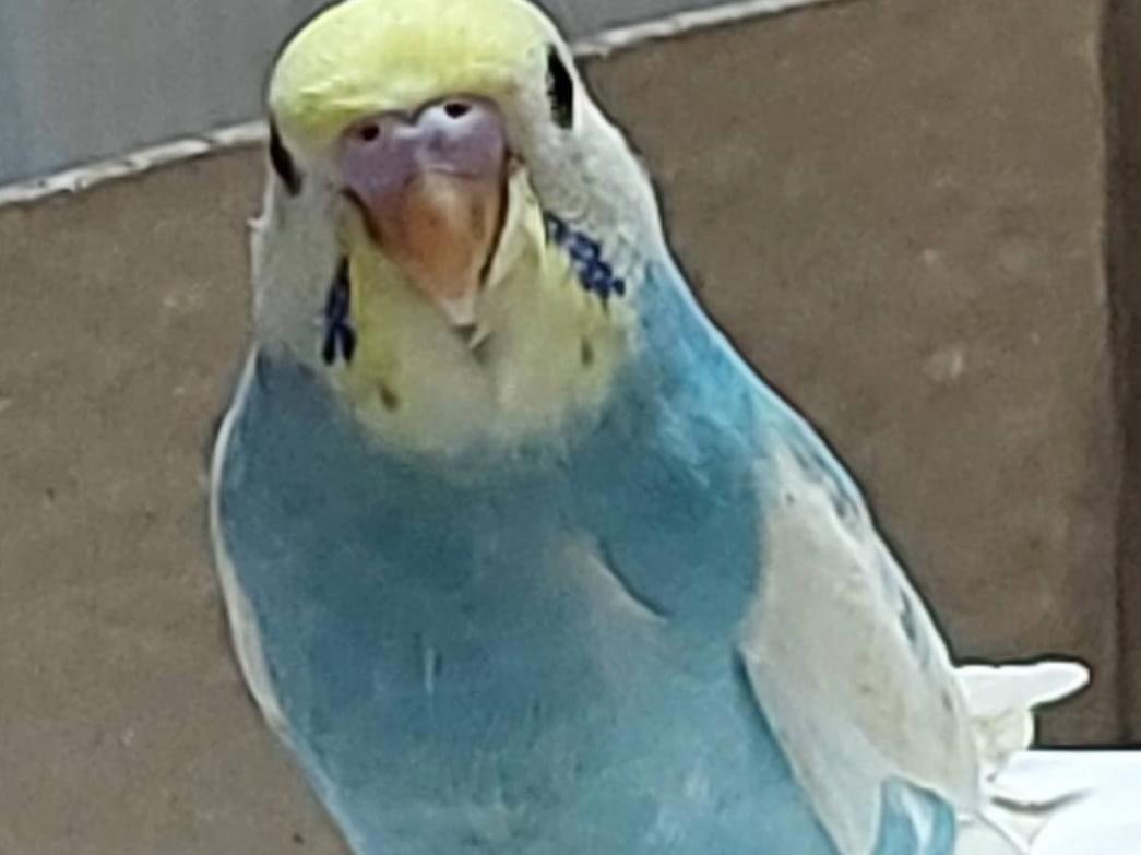 ミミちゃん ミミちゃん