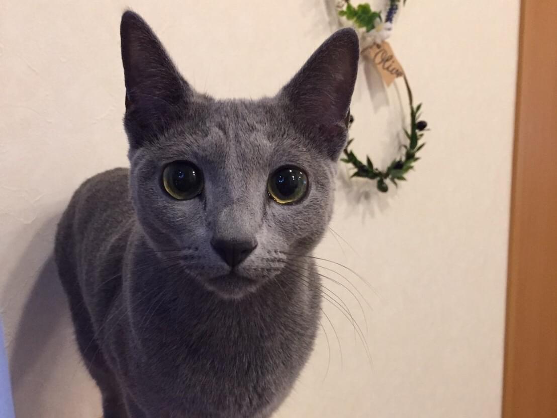 リンちゃん リンちゃん