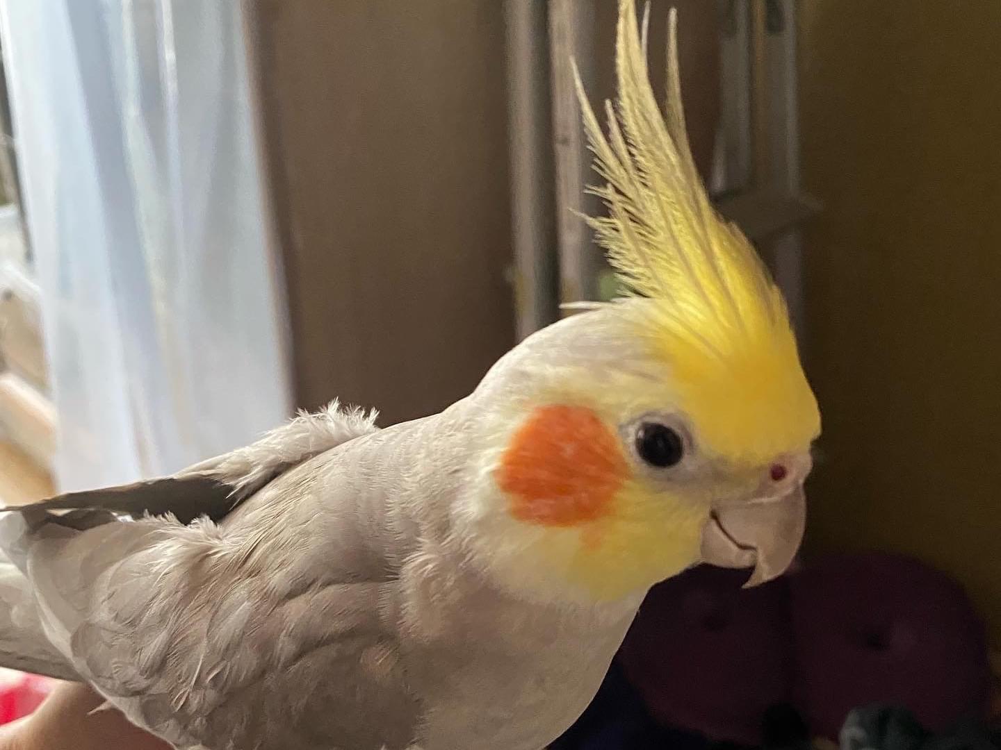 ニコちゃん ニコちゃん