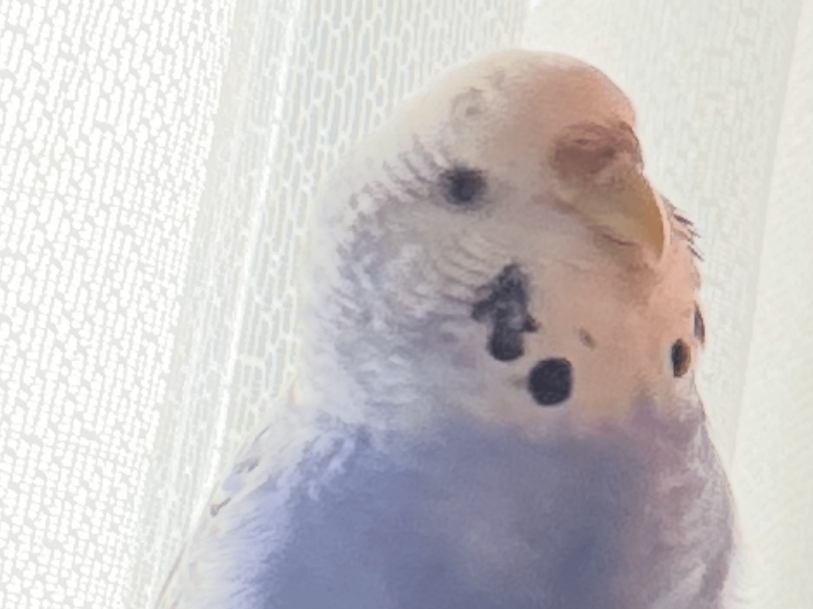 アッチちゃん アッチちゃん