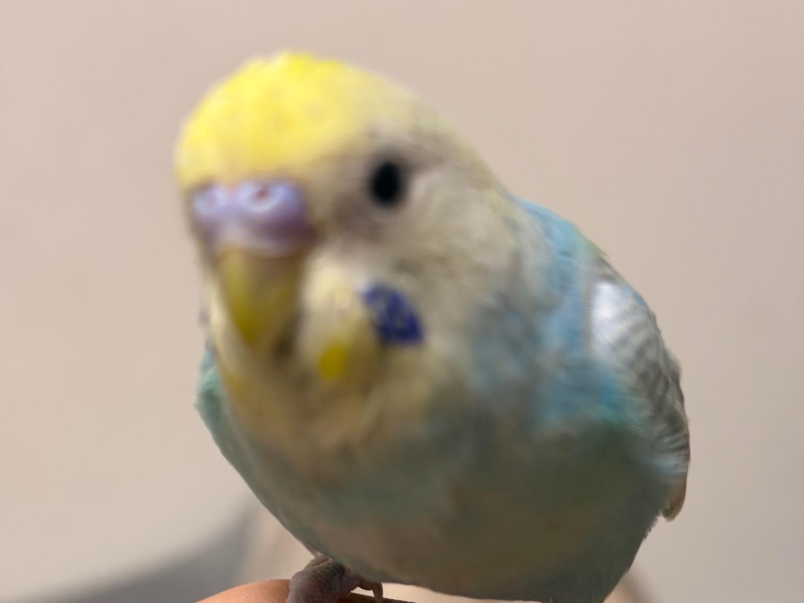 ういちゃん ういちゃん