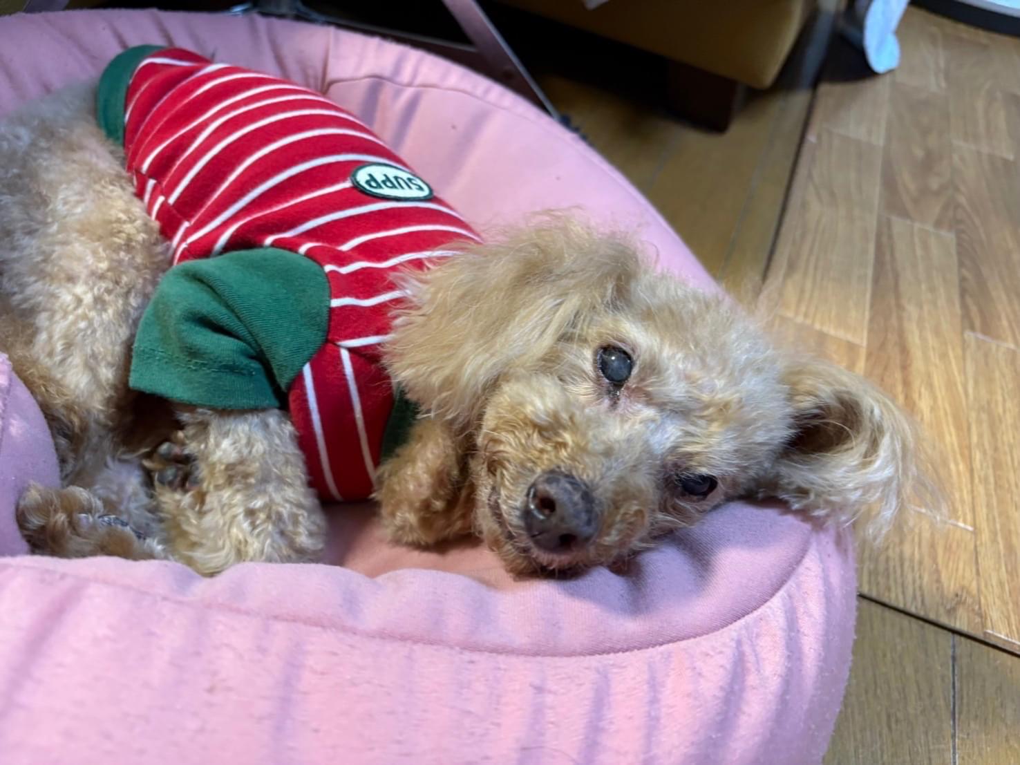 マフィンちゃん