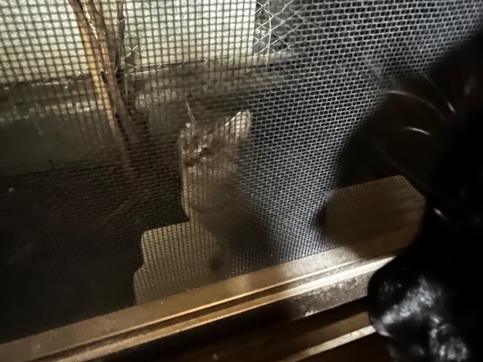 目撃された猫 目撃された猫