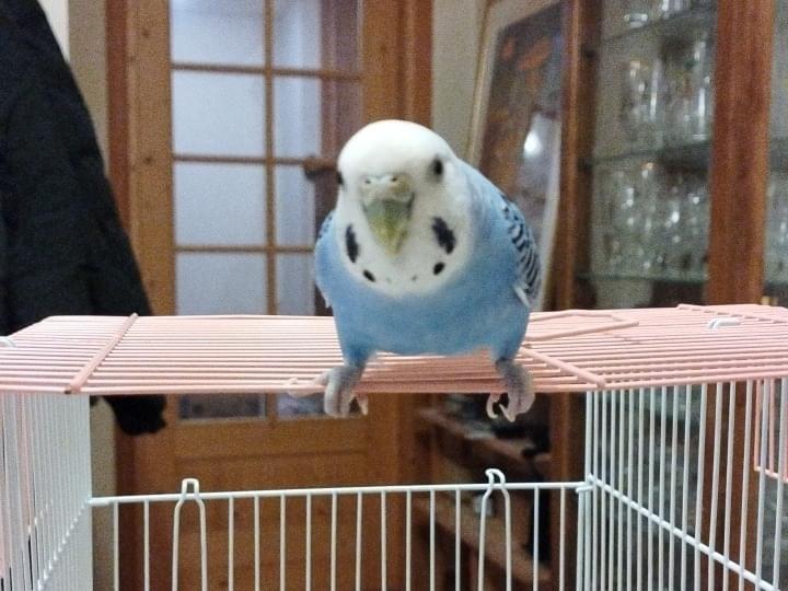 コタちゃん コタちゃん