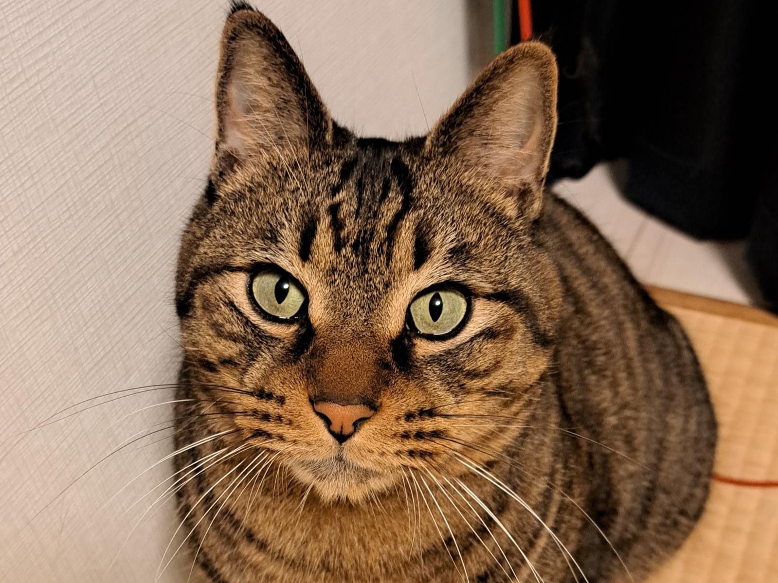 ちょこ