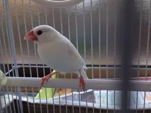 体長13センチ位の白文鳥を探しています。