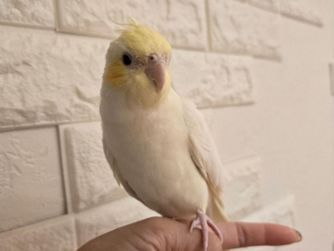 コロッケちゃん コロッケちゃん