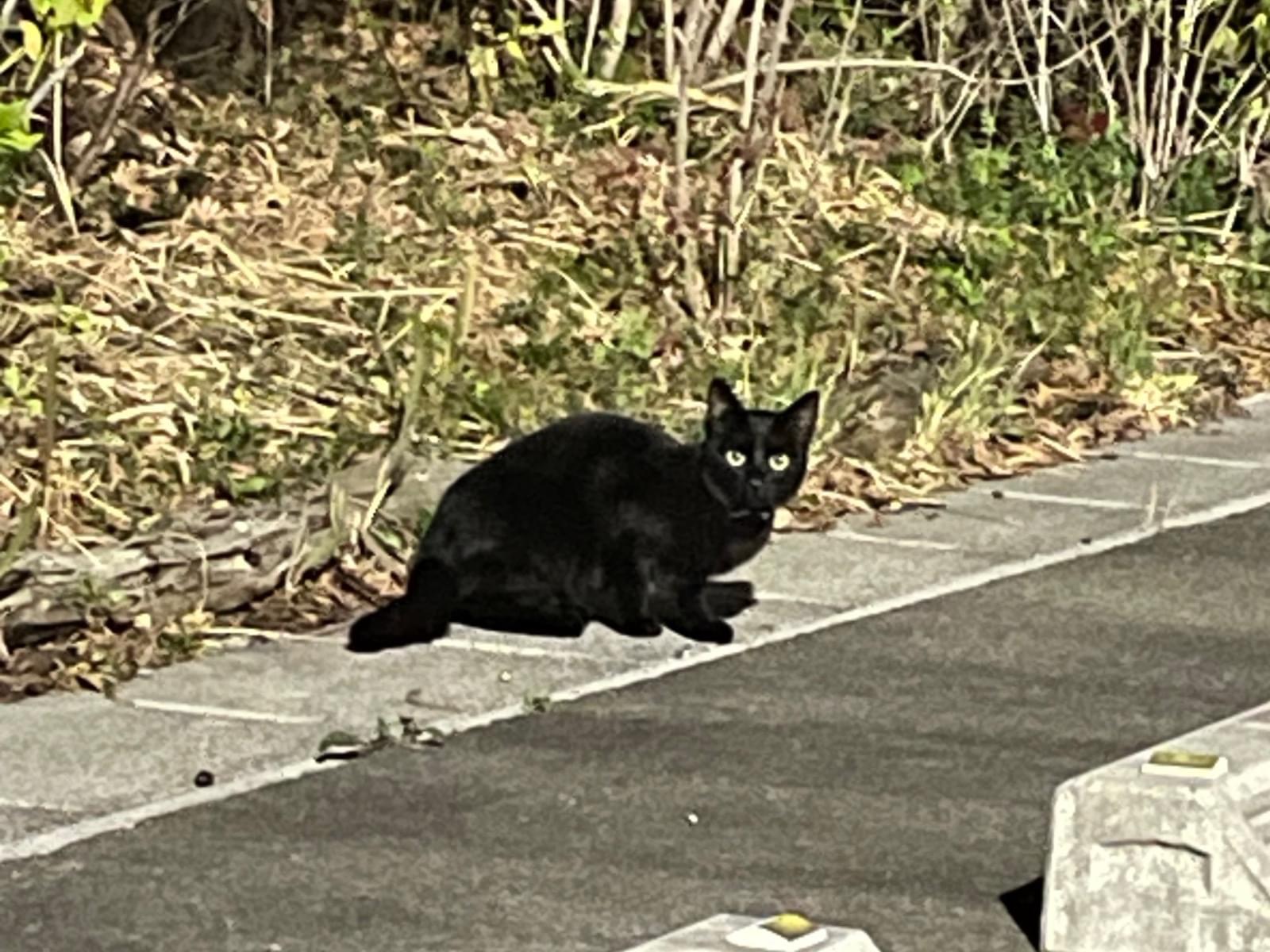 目撃された猫 目撃された猫