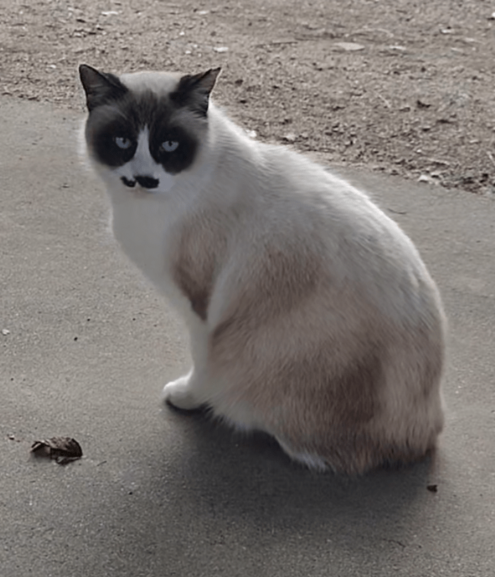 たぬき猫様 たっ、たぬき？ と思ったらういたんでした こちらを見上げる丸い