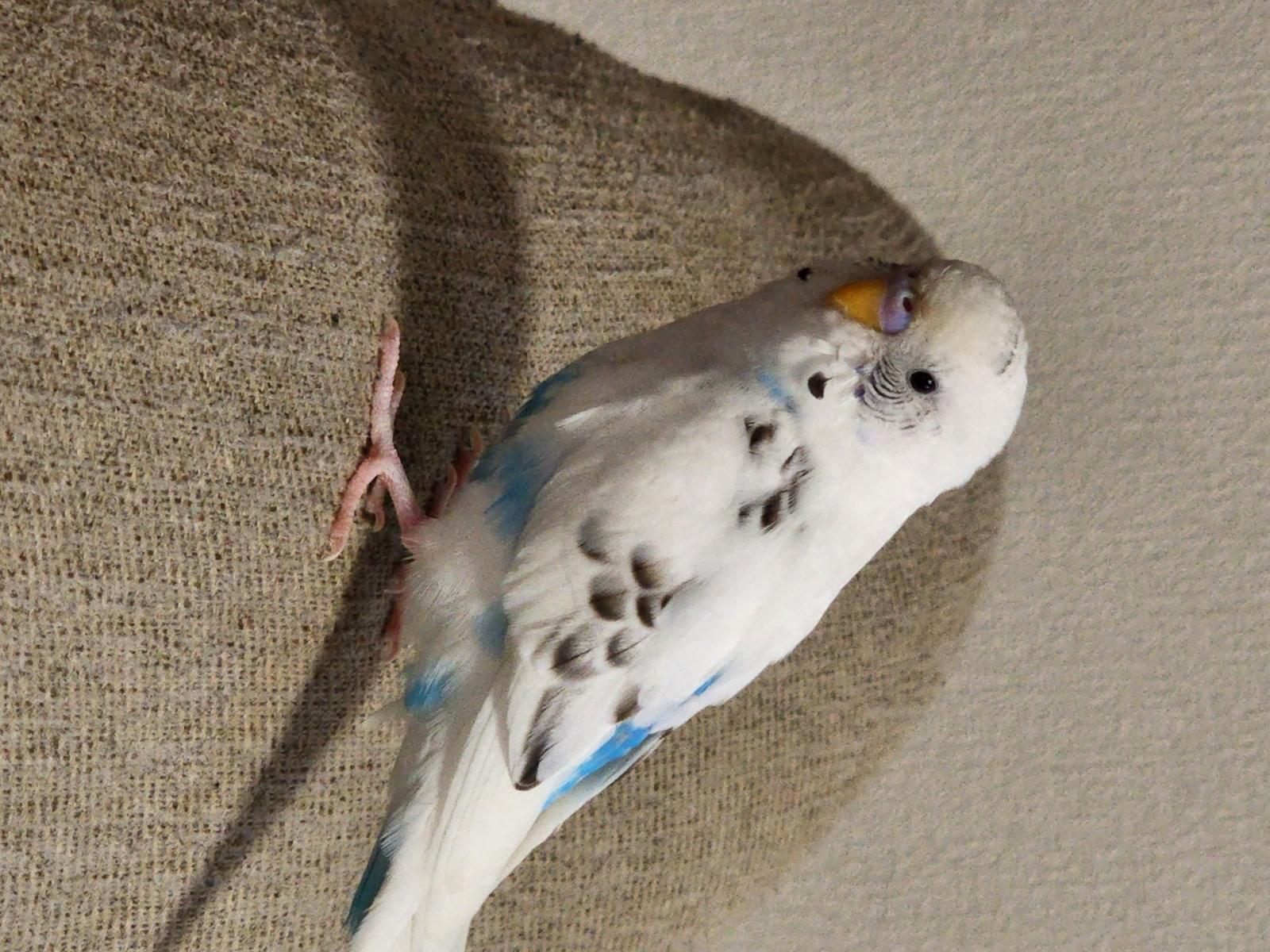 ゴマちゃん ゴマちゃん