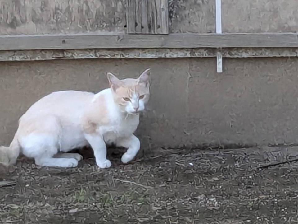 目撃された猫 目撃された猫